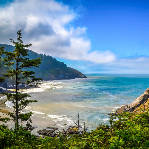 oregon coast through the trees
