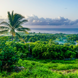 lush green forest with a palm tree on the left overlooking ocean in the distance