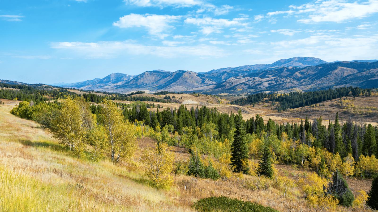 wyoming grassland, trees, and mountains in the background