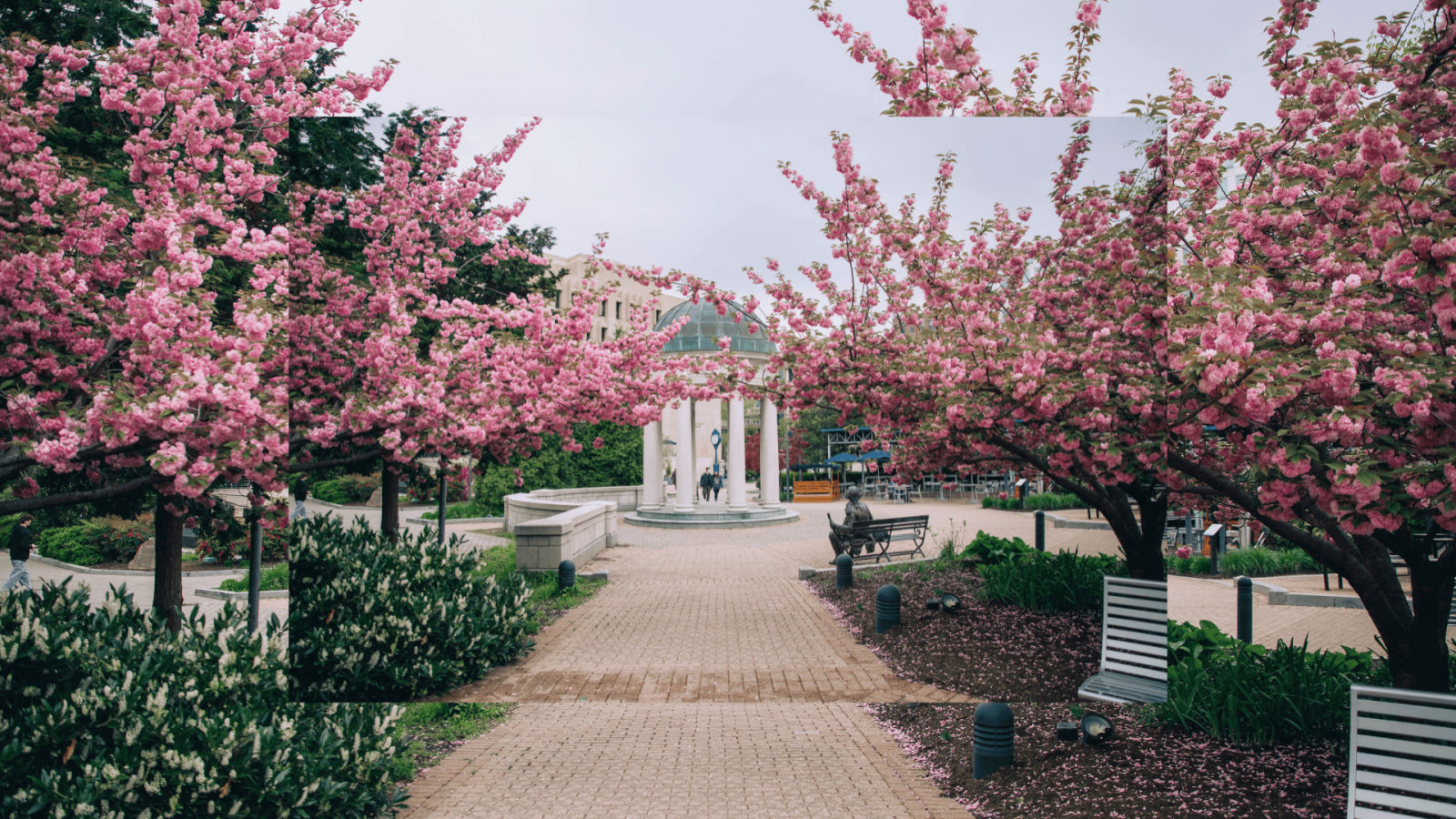 blossoming pink cherry trees lining path to gazebo